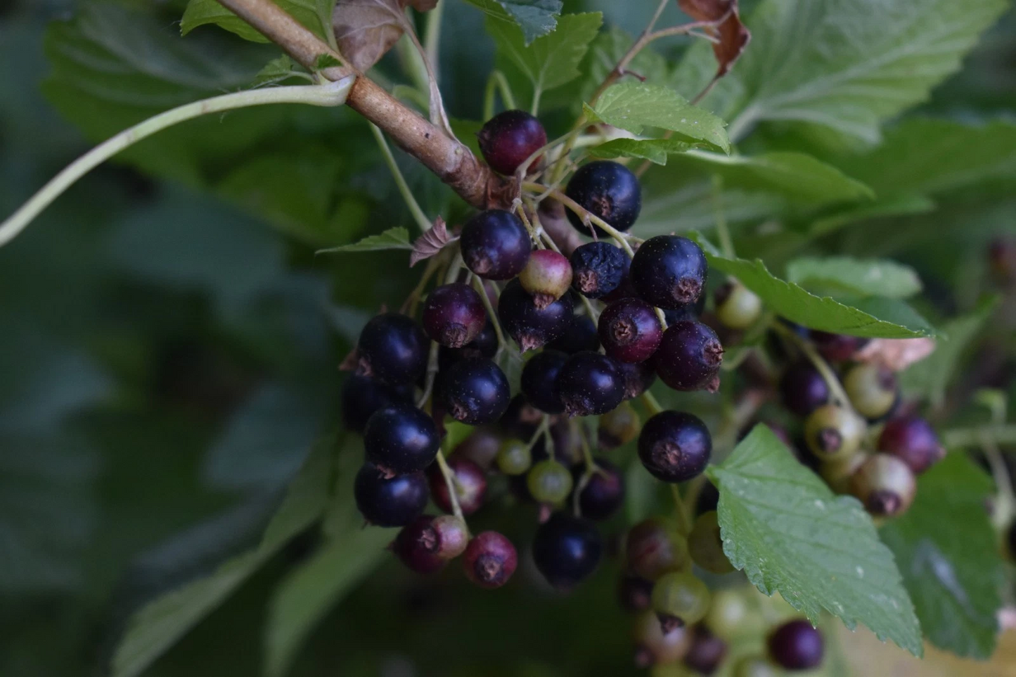 Black Currant Cuttings - Consort Ribes nigrum Live Planting Material for Rooting and Propagation