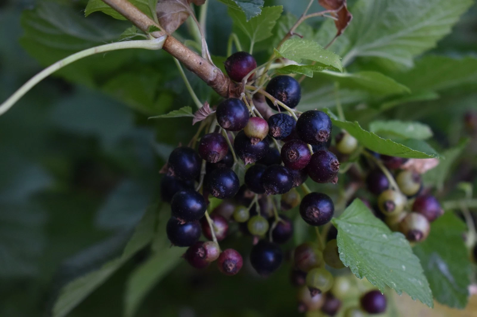 Black Currant Cuttings - Consort Ribes nigrum Live Planting Material for Rooting and Propagation