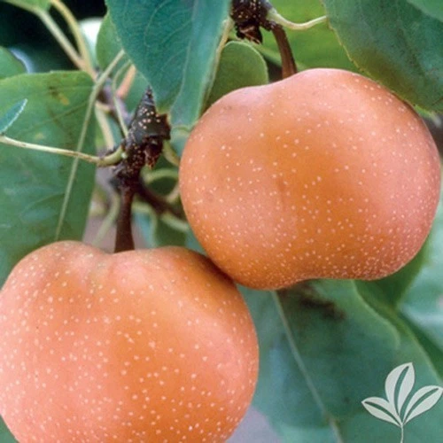 Chojuro Asian Pear Scionwood – 5 Fresh Green Unrooted Scions for Grafting & Propagation – Pyrus pyrifolia