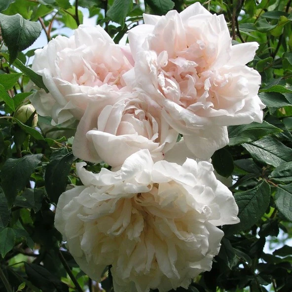 Climbing Rose Cuttings – Madame Alfred Carriere – Unrooted Live Rose Propagation Material – Garden Vine for Grafting & Rooting