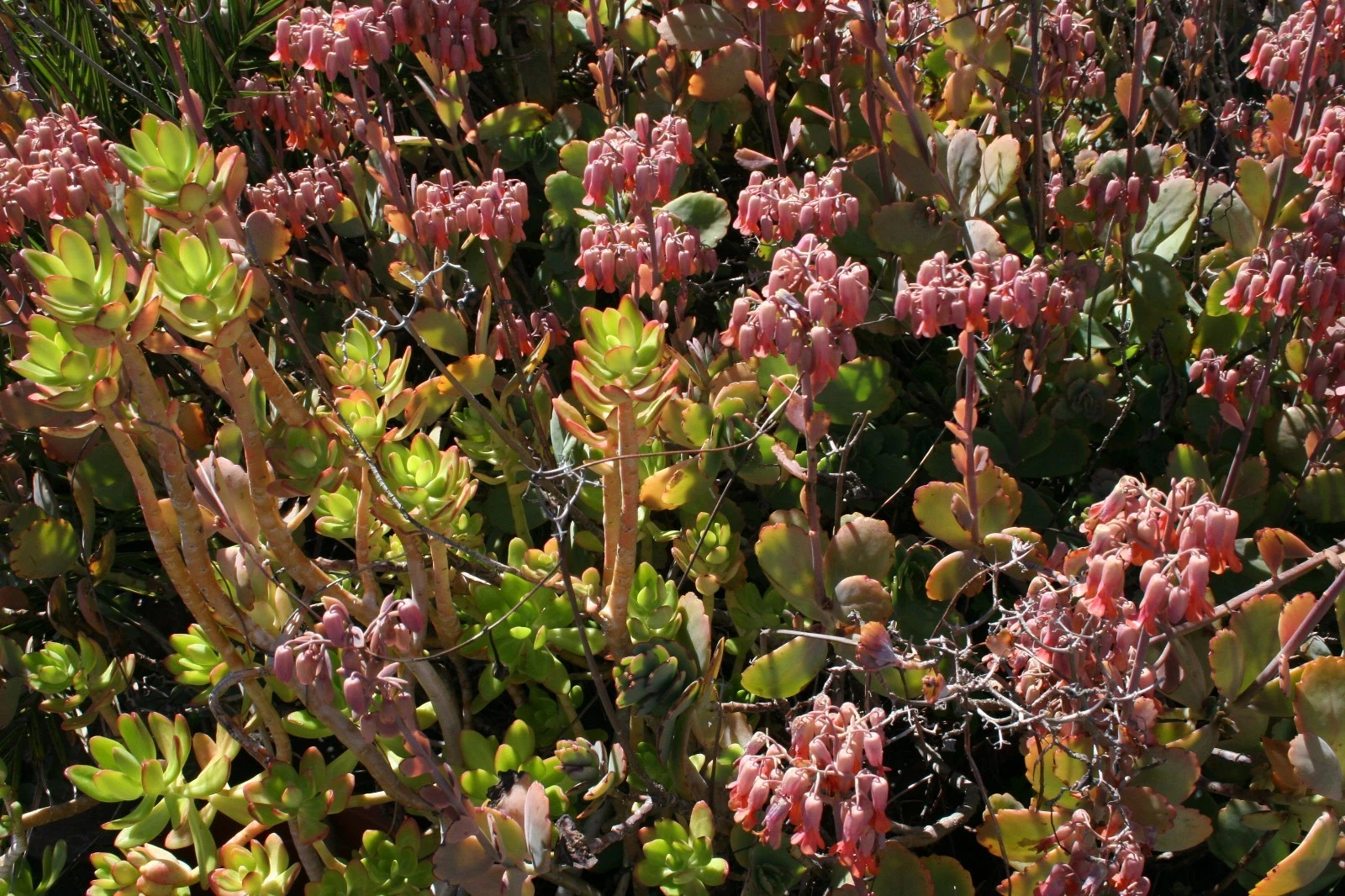 Succulent Cuttings Assorted Varieties 5x5x5 Box Fresh Unrooted Live Clippings for Propagation, Dish Gardens, Container Arrangements