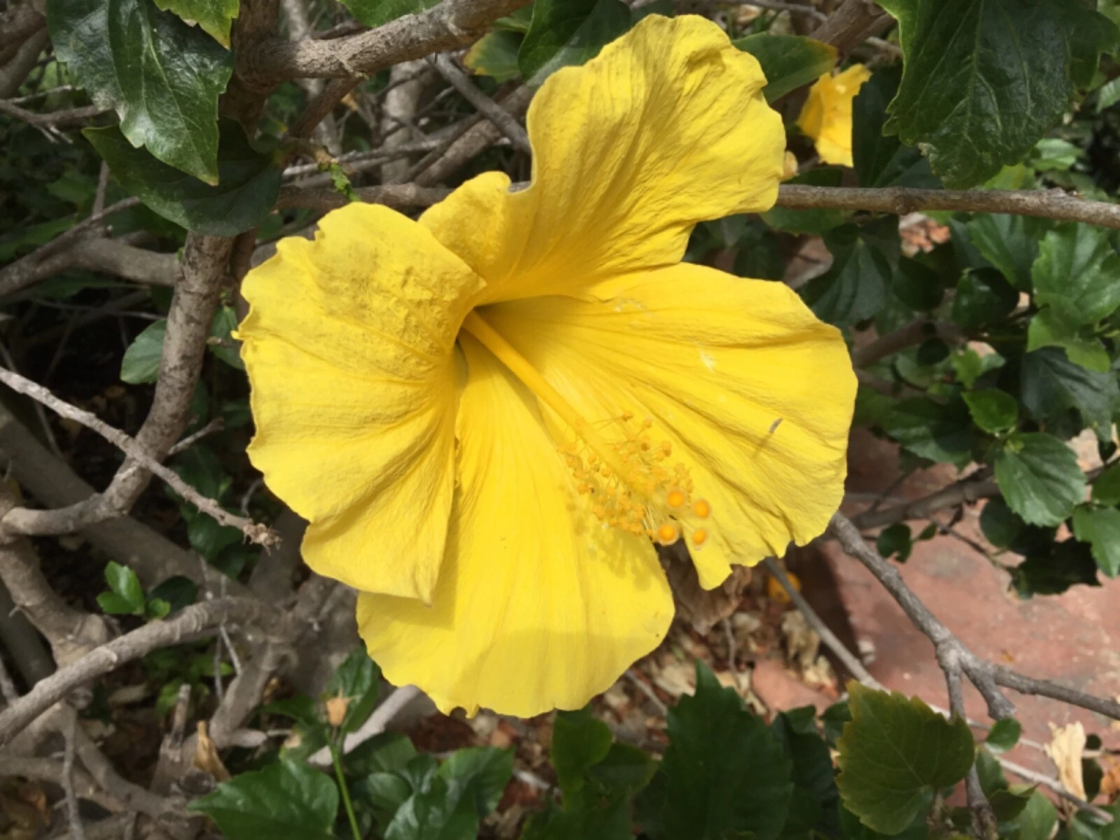 Hibiscus Primrose Beauty Cuttings – 10 Unrooted Propagation Clippings for Indoor & Outdoor Growing Hibiscus â€˜Primrose Beautyâ€™