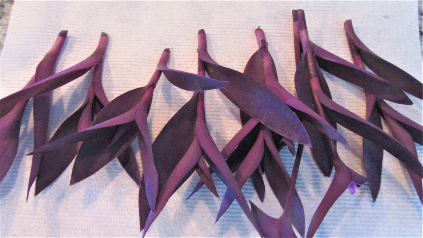 Purple Heart Cuttings – 8 Unrooted Tradescantia pallida ‘Purpurea’ for Propagation, Trailing Perennial Foliage Plant