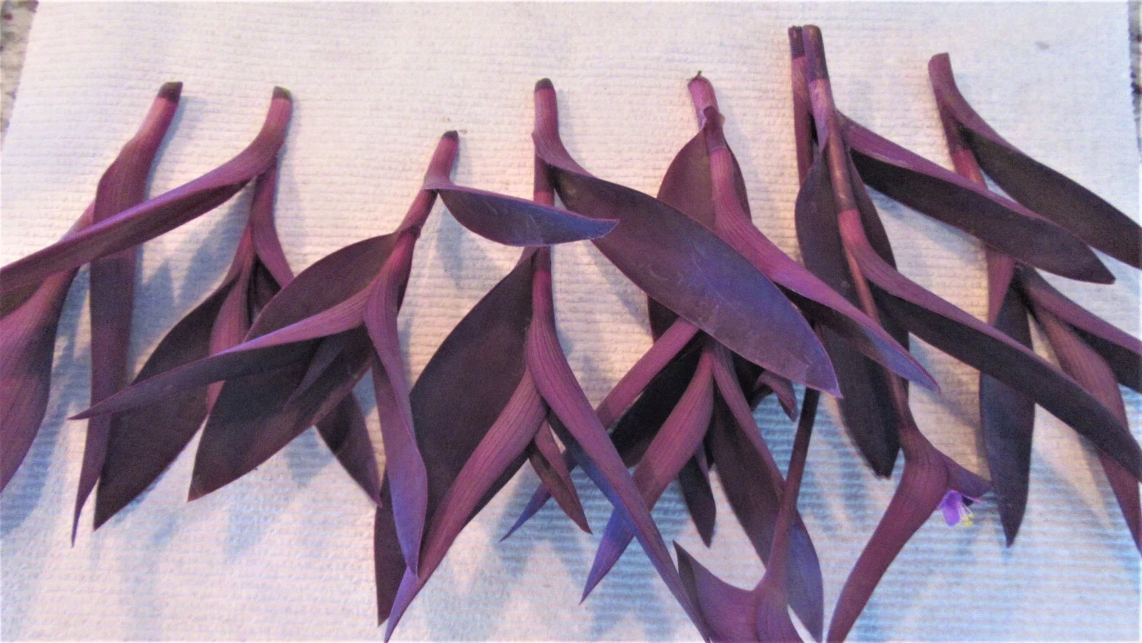 Purple Heart Cuttings – 8 Unrooted Tradescantia pallida ‘Purpurea’ for Propagation, Trailing Perennial Foliage Plant