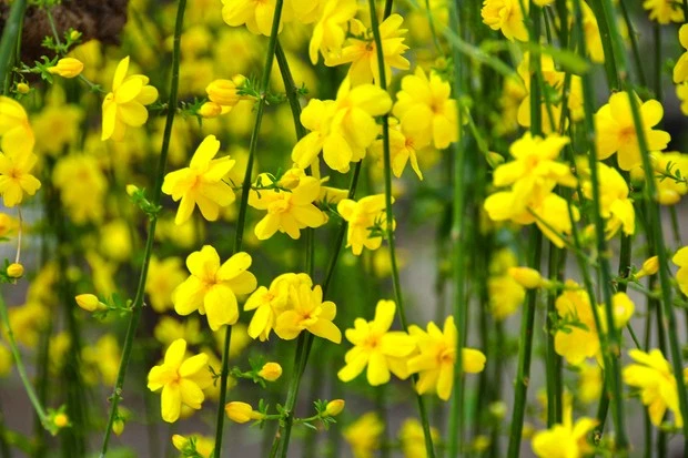 Winter Jasmine Jasminum Nudiflorum Live Stem Cuttings Set of 10 for Propagation