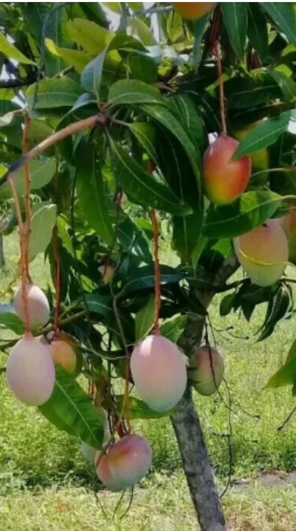 Valencia Mango Scionwood Cuttings for Grafting – 5 Unrooted Propagation Wood – Mangifera indica ‘Valencia’