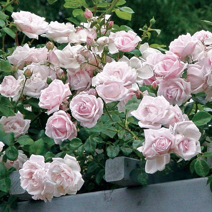 Climbing Rose Cuttings Set of 6 Live Unrooted Pink Rose Stems for Propagation Rosa â€˜New Dawnâ€™