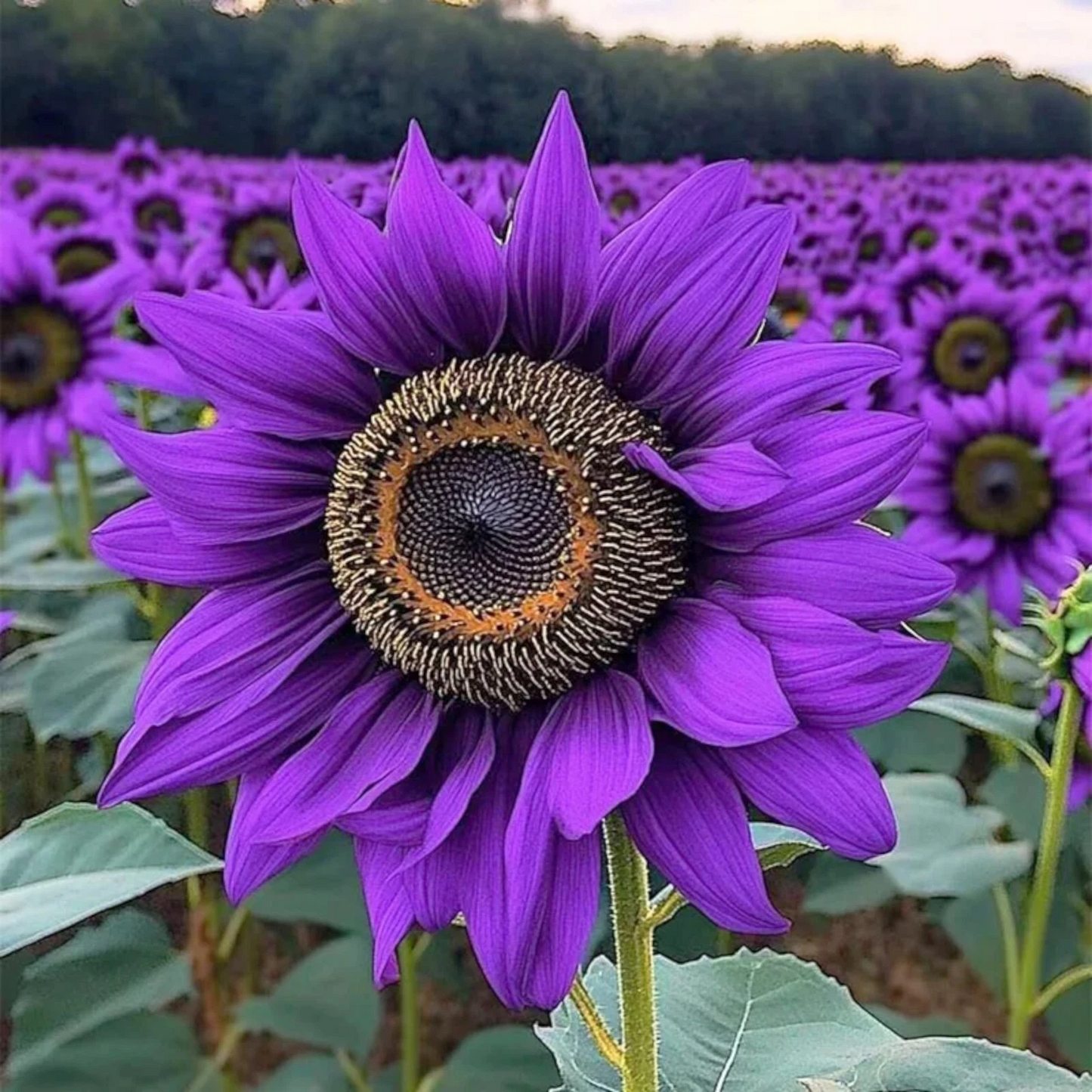 Violet Majesty Purple Sunflower Seeds 50pcs | Helianthus annuus Heirloom Garden Flower Seeds for Ornamental Planting