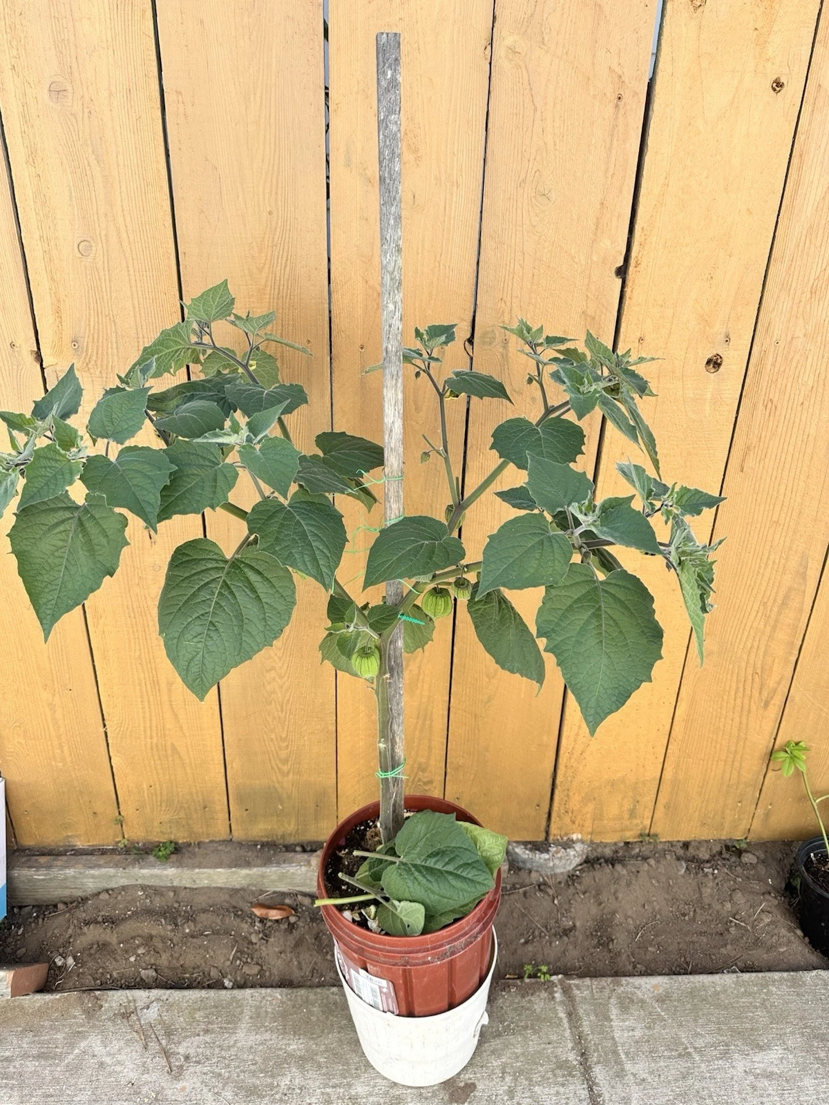 Golden Berry Cuttings – 6 Live Physalis peruviana Fruit Plant, 4 Inch Unrooted Garden Propagation Material