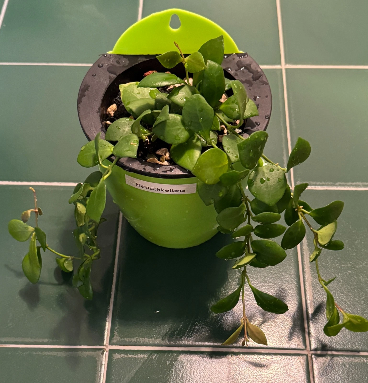Hoya Heuschkeliana Green Cutting - Live 2 Node Unrooted Indoor Vining Houseplant