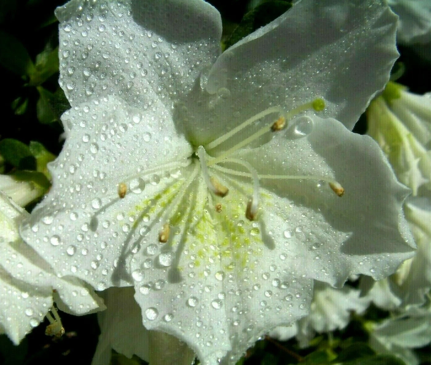 White Azalea Cuttings Unrooted Rhododendron Azalea Bush Propagation Set of 7