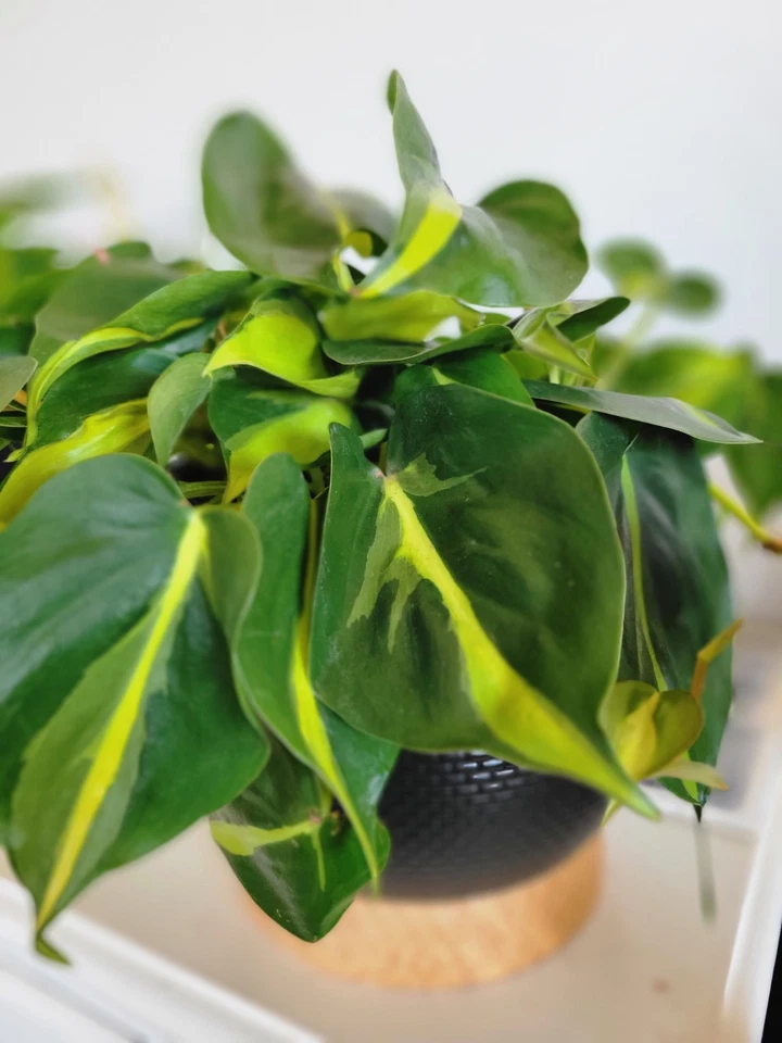Philodendron Brasil Cuttings – 3 Unrooted Variegated Green Yellow Trailing Houseplant Propagation Material