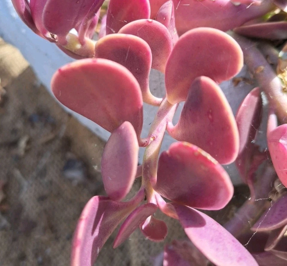 Trailing Jade Succulent Cuttings – 3 Unrooted Senecio jacobsenii Creeping Jade Plant for Propagation