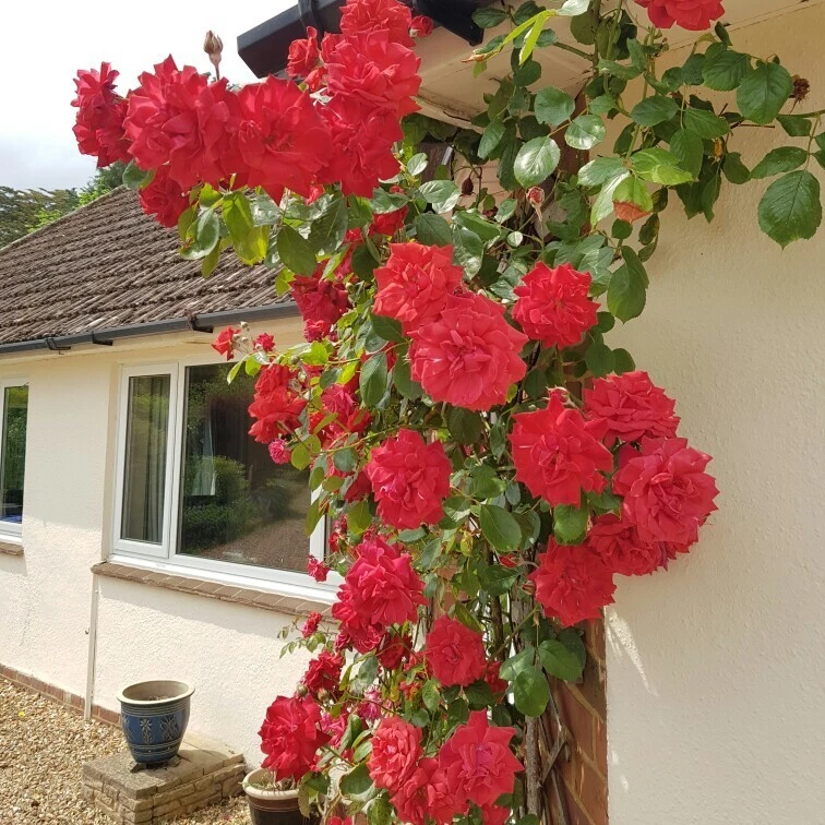 Unrooted Climbing Rose Cuttings – The Prince’s Trust Pink Rose Rosa Cultivar for Propagation