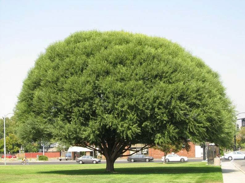 Unrooted Globe Willow Tree Cuttings Set of 15 for Shade & Privacy Propagation Salix matsudana