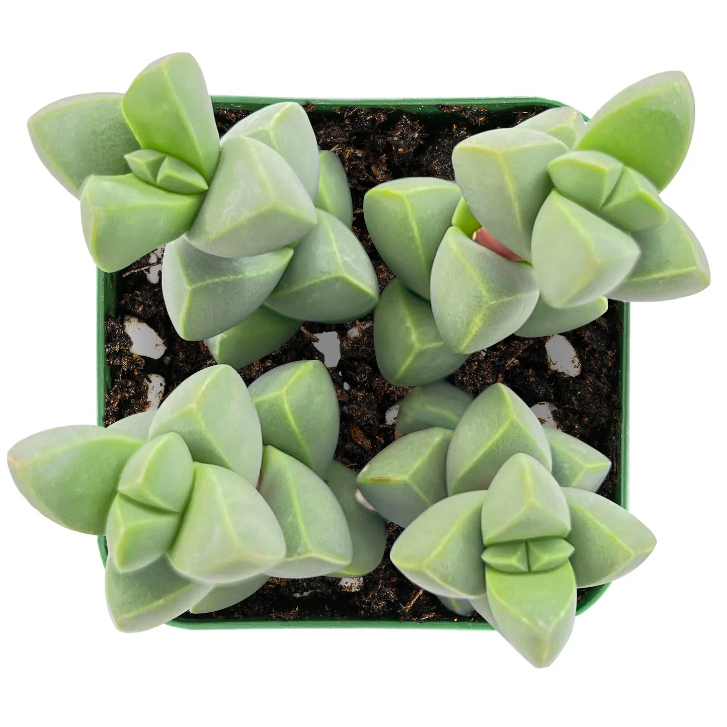 Ice Plant Succulent Live Plant – Corpuscularia lehmannii, Silvery Green Brocade Succulent for Indoor Containers