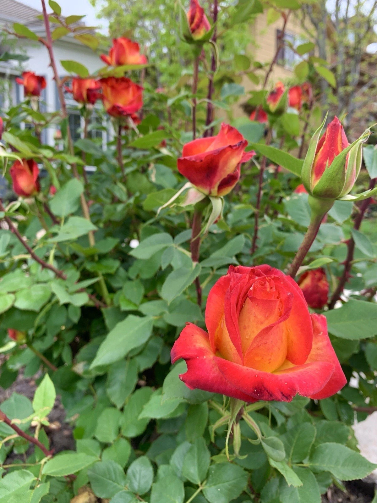 Yellow-Orange Rose Cuttings – 5 Live Stem Propagation for Ornamental Flowering Rose Bushes – Rosa spp.