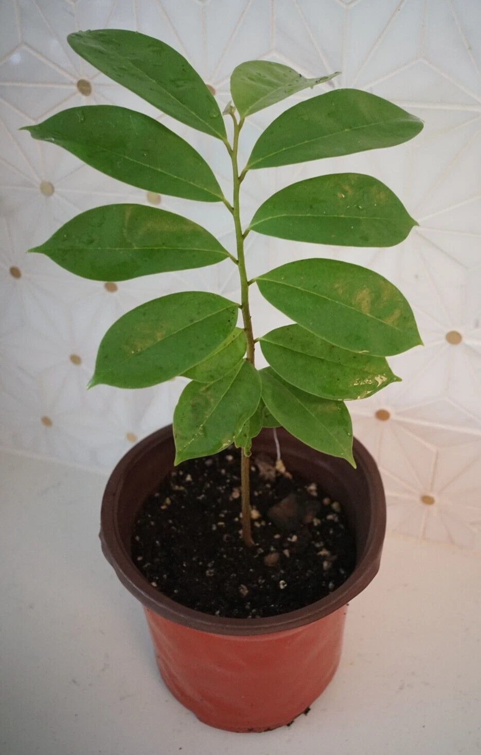 Live Soursop Tree Plant – 8-10 Inch Annona muricata Tropical Fruit Tree in Pot for Outdoor or Container Growing