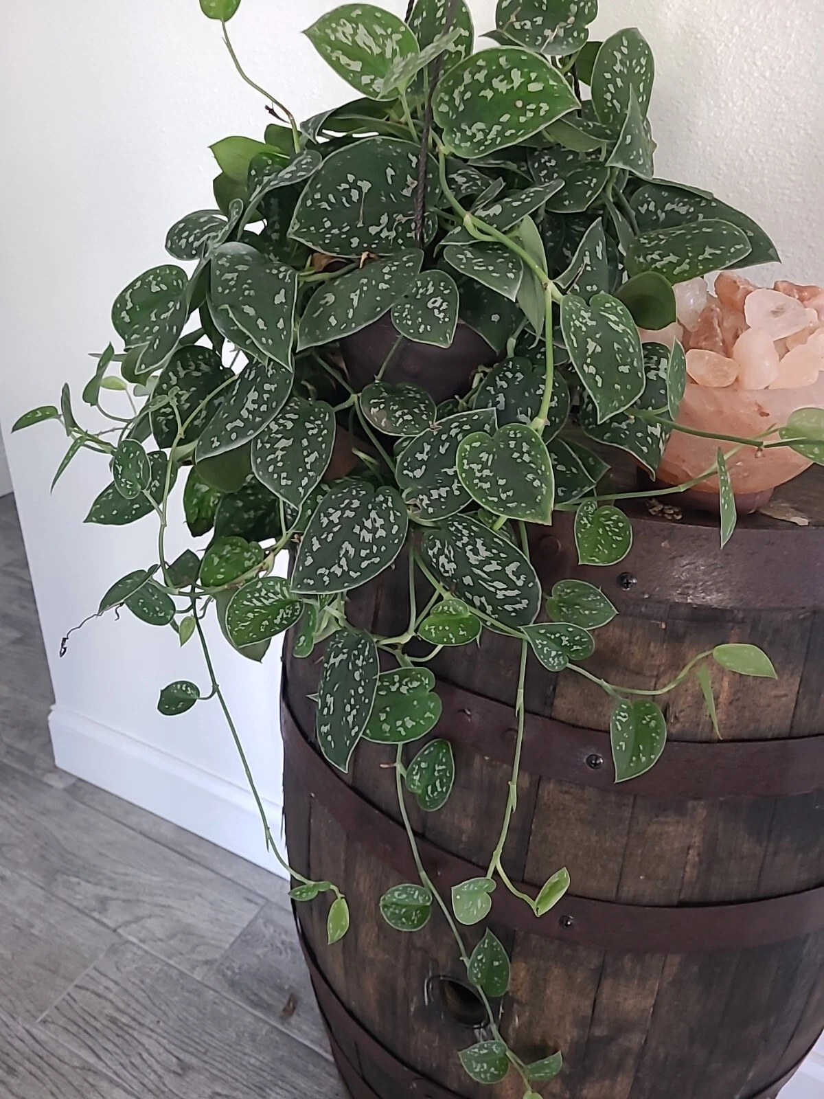 Silver Satin Pothos Cutting – 3 Nodes, Unrooted, Scindapsus pictus, Trailing Houseplant for Propagation
