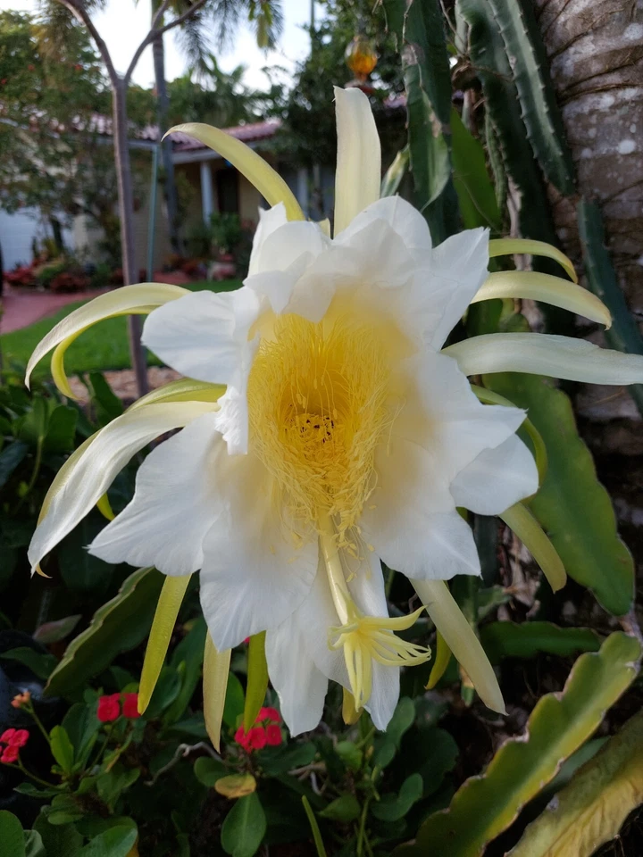 Dragon Fruit Cactus Vine Cutting 8 Inch Live Hylocereus undatus Climbing Cactus for Propagation