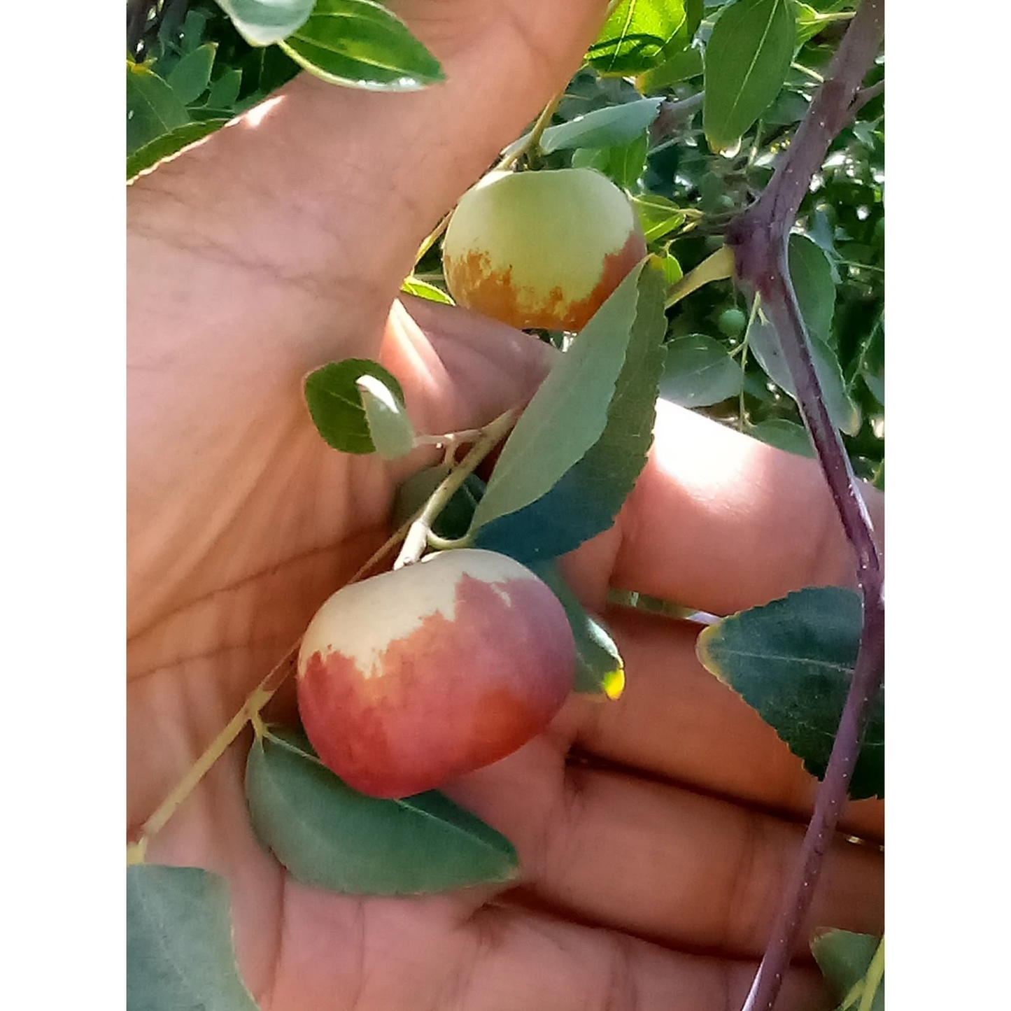Unrooted Chico Jujube Scion Cuttings – 2 Ziziphus jujuba ‘Chico’ Grafting Material, 8-Inch Tree Cuttings for Propagation