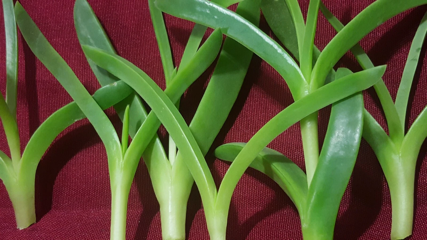 Ice Plant Cuttings - 6 Live Unrooted Delosperma Succulent Stems, Coastal Pigface Groundcover 3-4 Inch