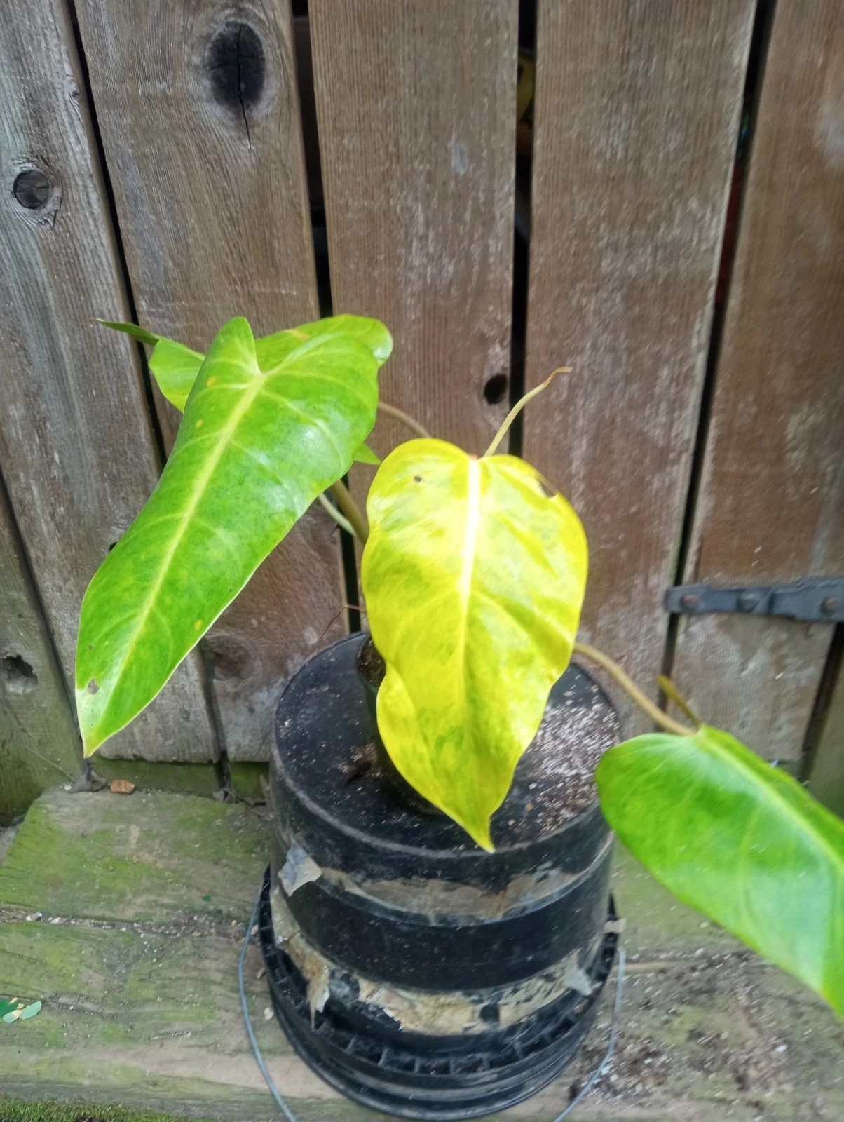 Philodendron Calkins Gold Live Plant – Fully Rooted Variegated Indoor Houseplant in 5-Inch Pot