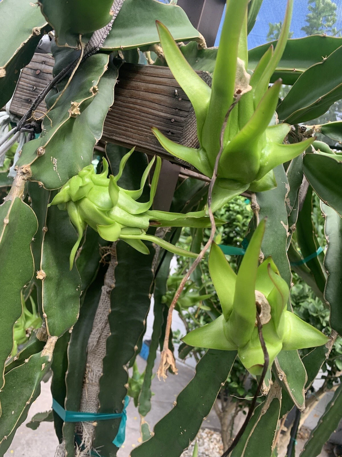 Dragon Fruit Cuttings – 7 Unrooted Clippings, 8-12 Inches, Pitaya Cactus for Propagation, Selenicereus spp.