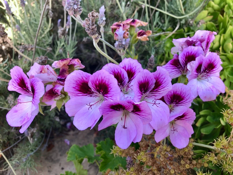 Lavender Purple Regal Geranium Cutting – 6 Inch Pelargonium Live Plant for Rooting, Flowering Container, Patio, Garden