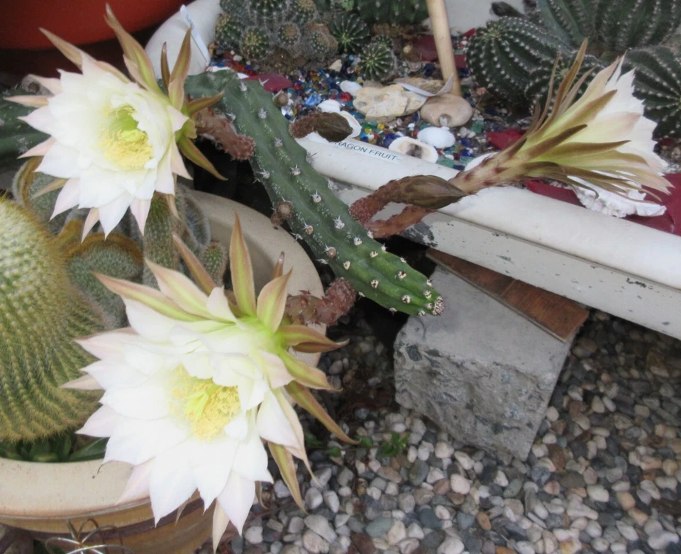 Harrisia Jusbertii Snake Cactus Cutting – 8 Inch Propagation Plant with Dusk-Blooming Flowers, Rare Cactus for Grafting & Collection
