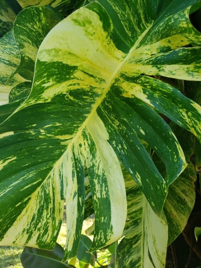 Golden Queen Hawaiian Pothos Vine Cutting, Variegated Epipremnum aureum, Indoor Houseplant, Trailing Vine for Shelves or Baskets