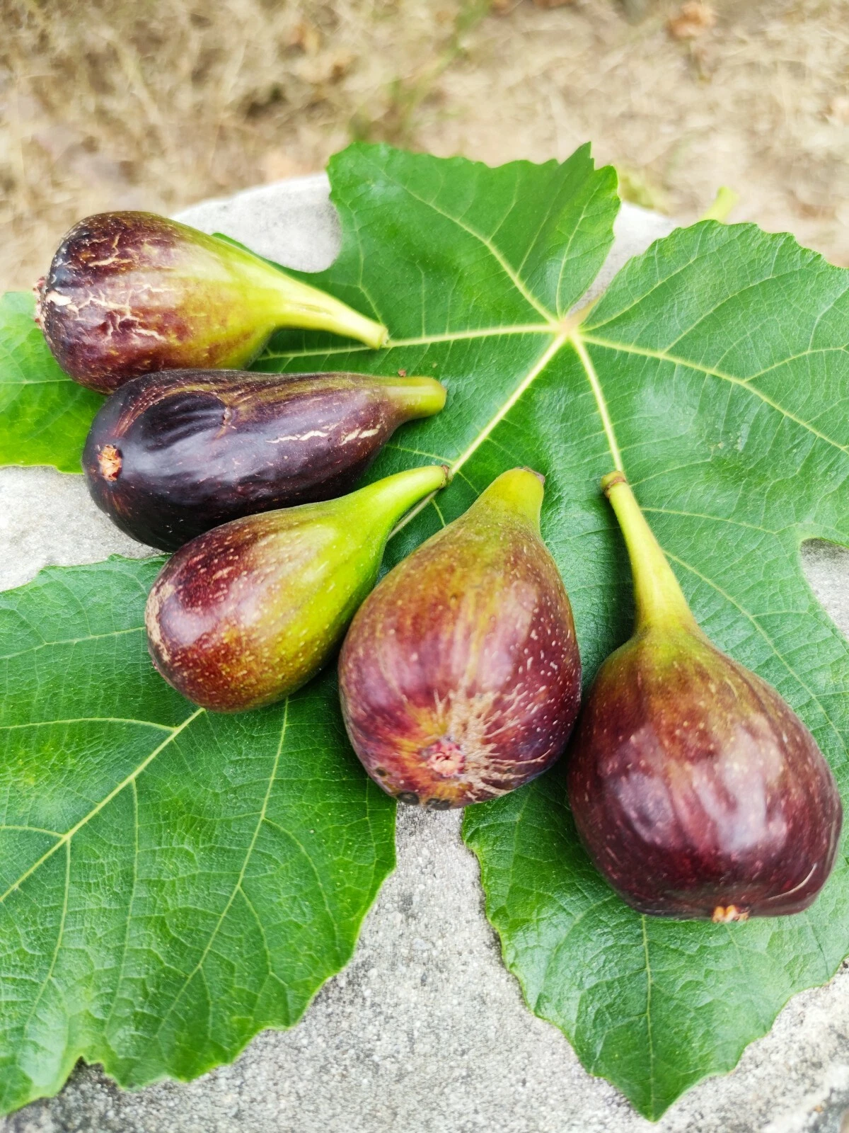 Sweet Jerusalem Fig Cuttings – 2 Live Ficus carica ‘Jerusalem’ Fruit Tree Propagation Material