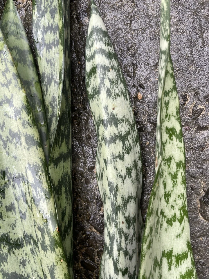 Sansevieria Snake Plant Leaf Cuttings Hawaii Grown Propagation Starter Set of 4 Indoor Houseplants