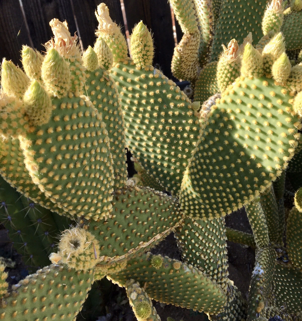 Bunny Ears Cactus Pads Set of 5 Unrooted Live Opuntia microdasys Propagation Succulent Plant