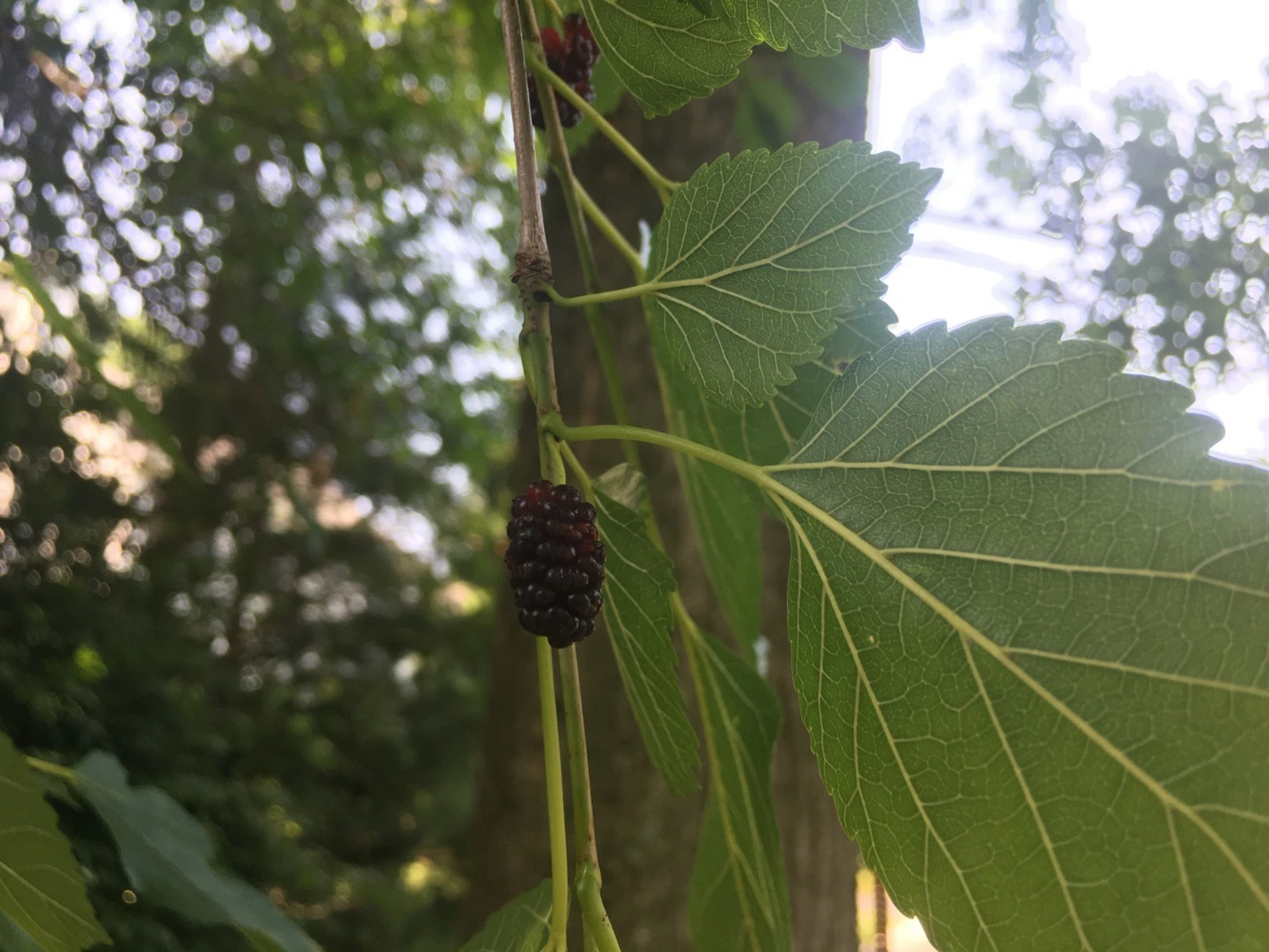 Mulberry Hardwood Cuttings Morus Tree 40 Unrooted Cuttings 5–10 Inch for Propagation
