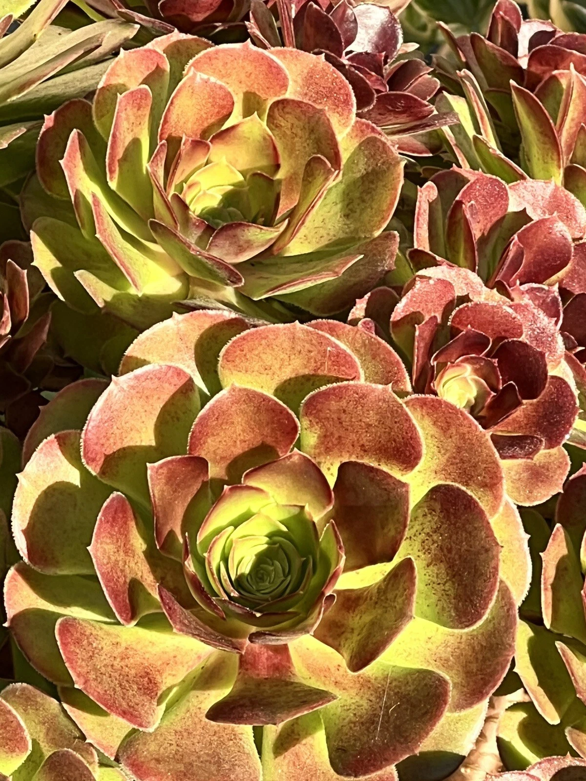 Aeonium Plum Purdy Succulent Cutting Unrooted Rosette for Propagation, Deep Burgundy Foliage, Live Plant