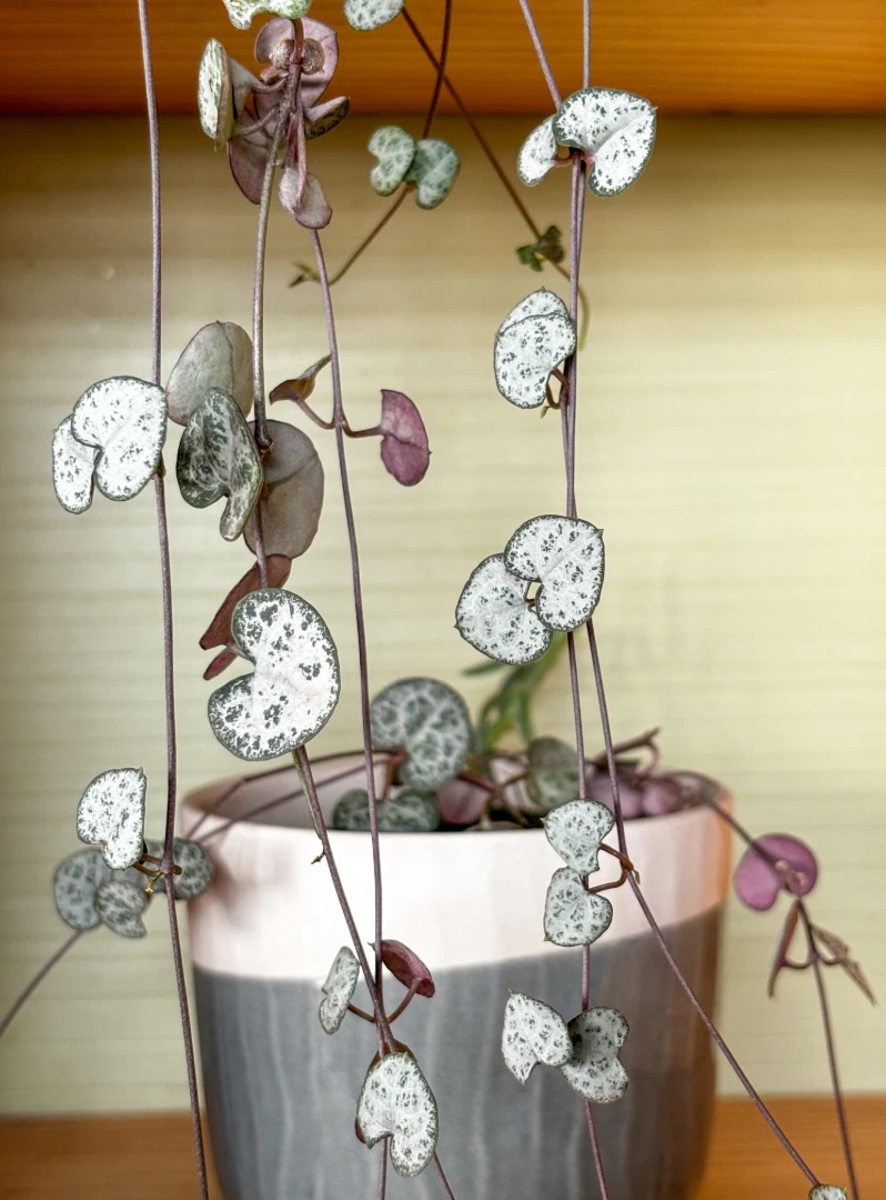 String of Hearts Cuttings – 3 Unrooted Ceropegia woodii Trailing Houseplant Propagation Material