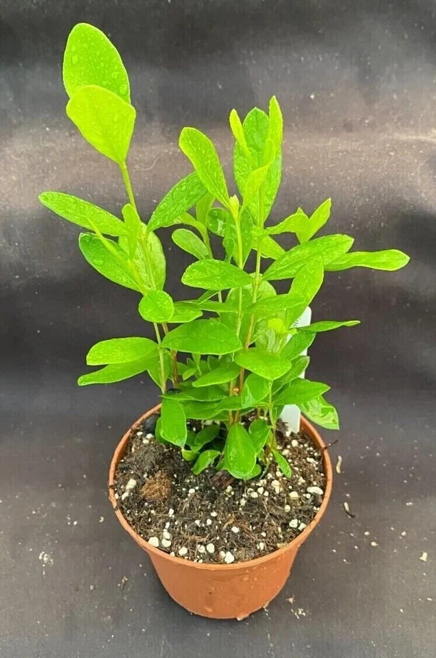 Pineapple Guava Plants Set of 3+ | Live Feijoa Acca sellowiana Shrubs in 3-Inch Pots