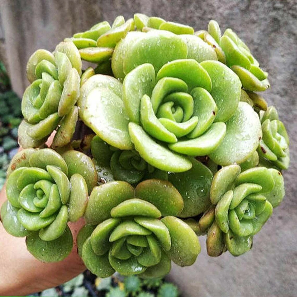 Aeonium Lily Pad Succulent Cuttings – 3 Live Unrooted Aeonium ‘Lily Pad’ Indoor Propagation & Decor