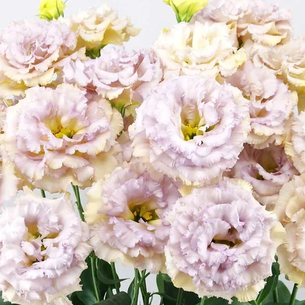 Pastel Blue Lisianthus Live Plug Plant – Eustoma grandiflorum Flower Starter, 3–5 Inch, Ornamental Garden & Container Plant