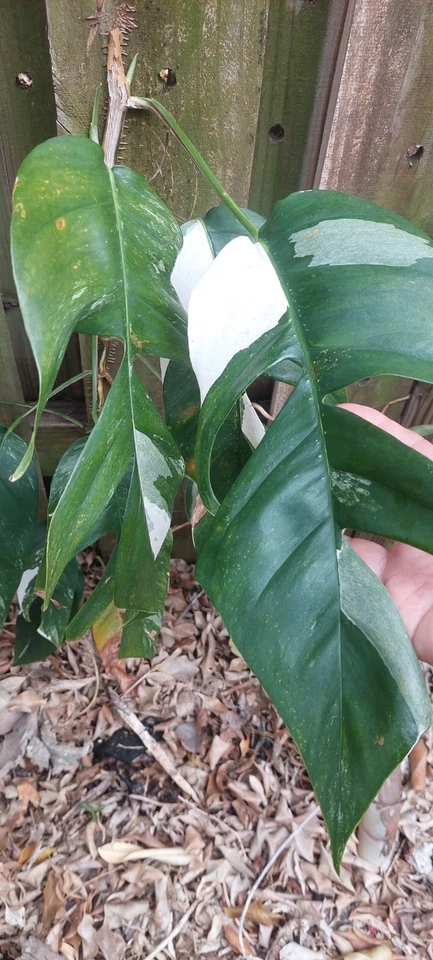Variegated Epipremnum Pinnatum Cutting | Marble Green & Cream Foliage | Tropical Indoor Houseplant Propagation