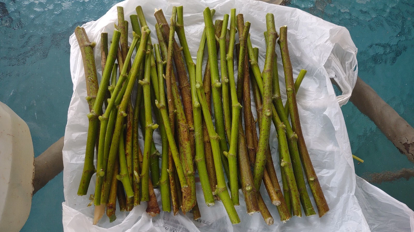 Hardy Chicago Fig Tree Cuttings Bulk Lot – 20 Live Ficus carica ‘Hardy Chicago’ Branches for Propagation and Planting