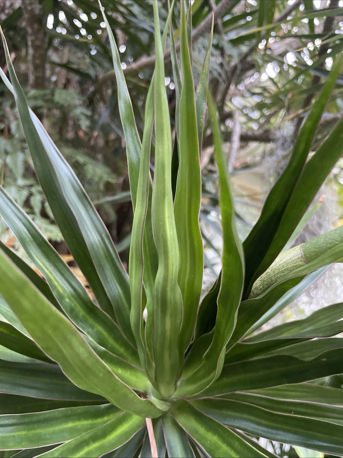 Unrooted Dragon Tree Cuttings - Dracaena Marginata Propagation, Indoor Houseplant, Green with Red Edges, 5 Pack