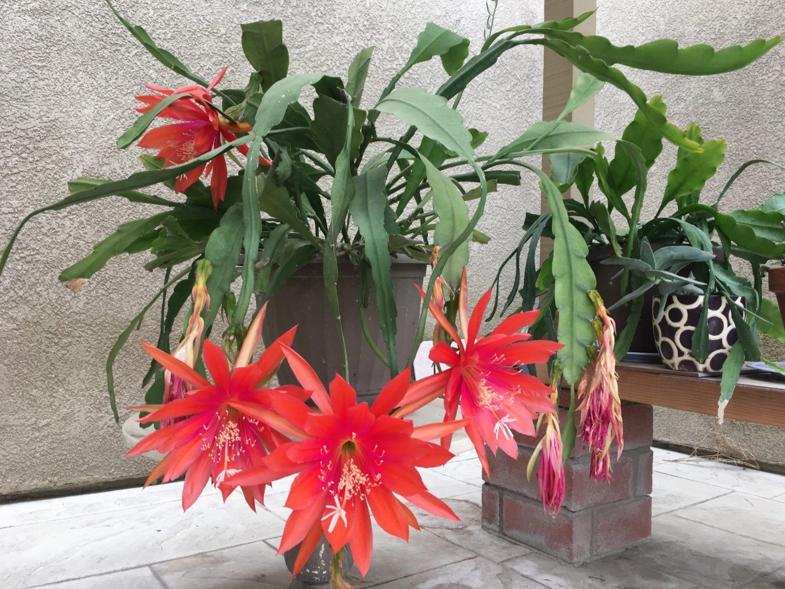 Epiphyllum Orange Swirl Orchid Cactus Cuttings - 5 Unrooted 5-Inch Propagation Plant, Indoor Container, Bright Indirect Light
