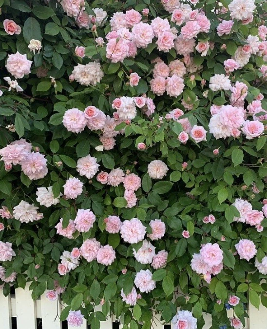 Heirloom Cecile Brunner Rose Cuttings – 16 Live Propagation Cuttings for Fragrant Pink Bushes – Rosa ‘Cécile Brünner’