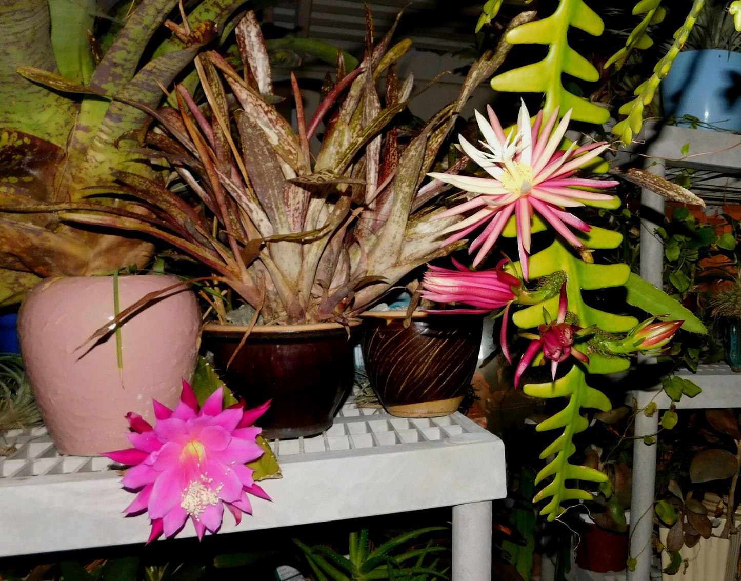 Zig Zag Cactus Cuttings – Cryptocereus Selenicereus anthonyanus, 2 Large Unrooted Fishbone Cactus Segments for Propagation