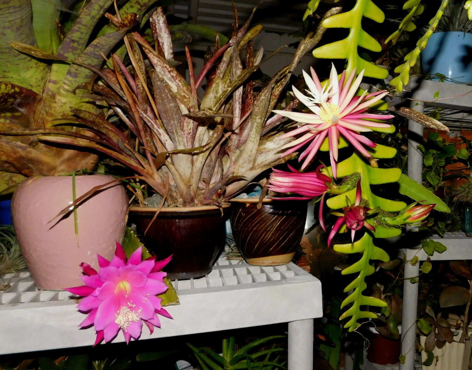 Zig Zag Cactus Cuttings – Cryptocereus Selenicereus anthonyanus, 2 Large Unrooted Fishbone Cactus Segments for Propagation
