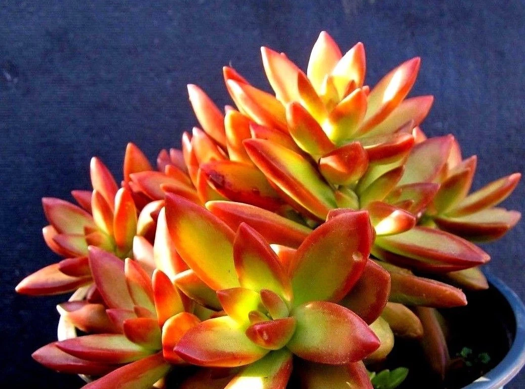 Sedum adolphii Firestorm Succulent Cuttings – Unrooted Pups for Propagation, Compact Ornamental Succulent, Container or Rock Garden