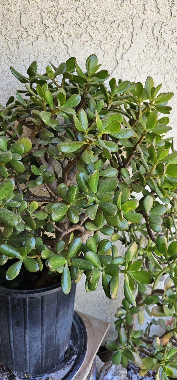 Jade Plant Cuttings 8 Inch Live Unrooted Crassula Ovata Succulent for Indoor Growing