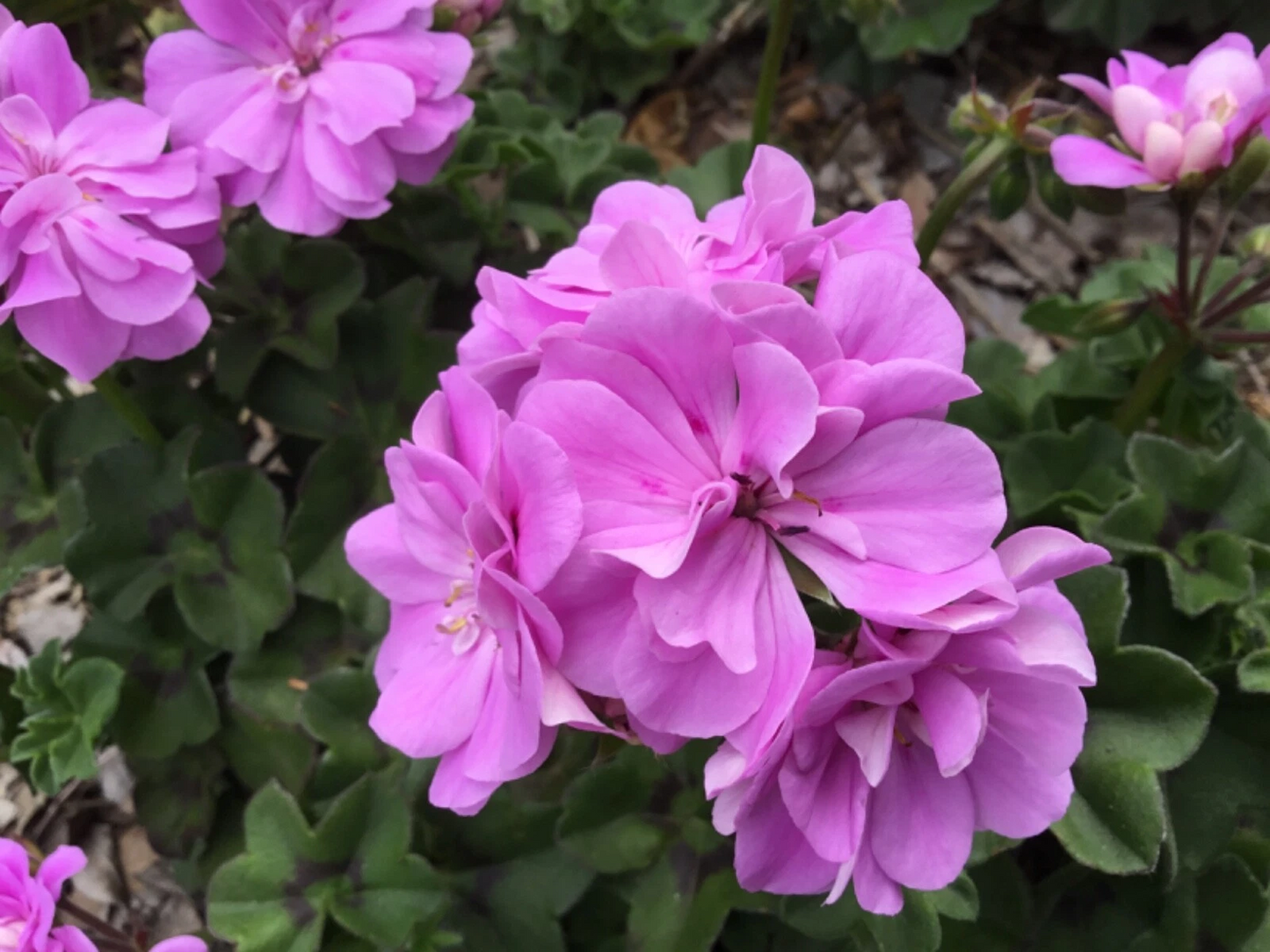 Unrooted Ivy Geranium Cuttings - Double Bright Pink Pelargonium peltatum for Propagation, Hanging Baskets & Containers